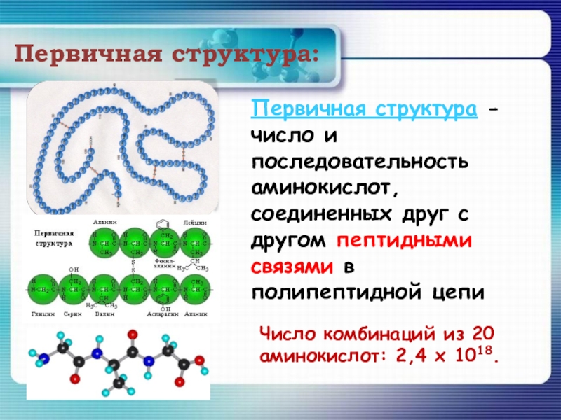 Первичная структура цепочка аминокислот. Первичная структура белка. Первичная структура белковой молекулы. Первичная структура белка образована.
