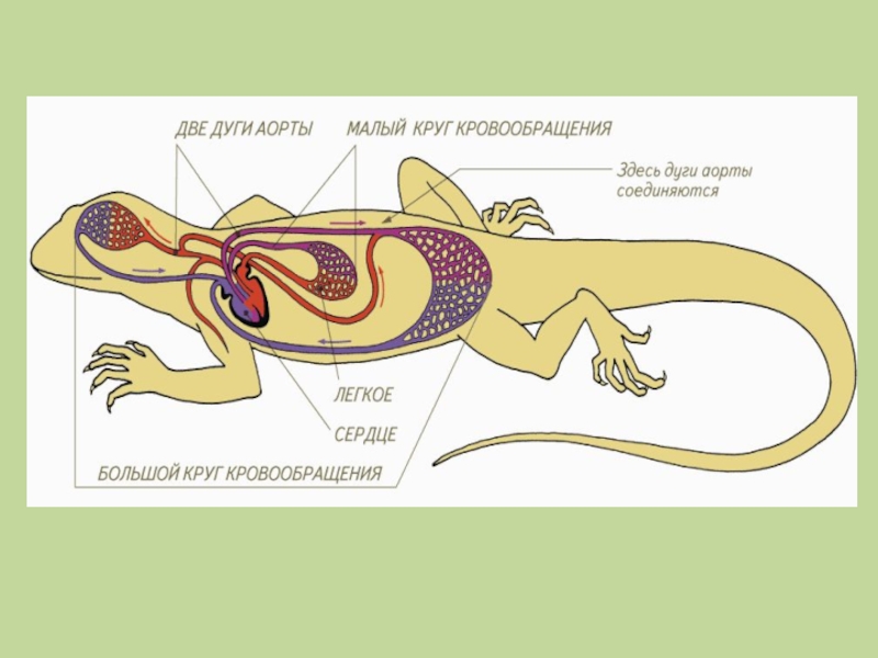 Внутреннее строение пресмыкающихся презентация