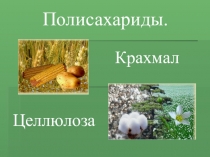 Презентация по химии на тему Полисахариды.