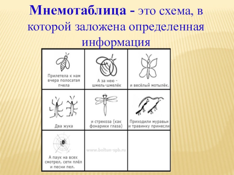 Схема описания насекомых для детей в детском саду