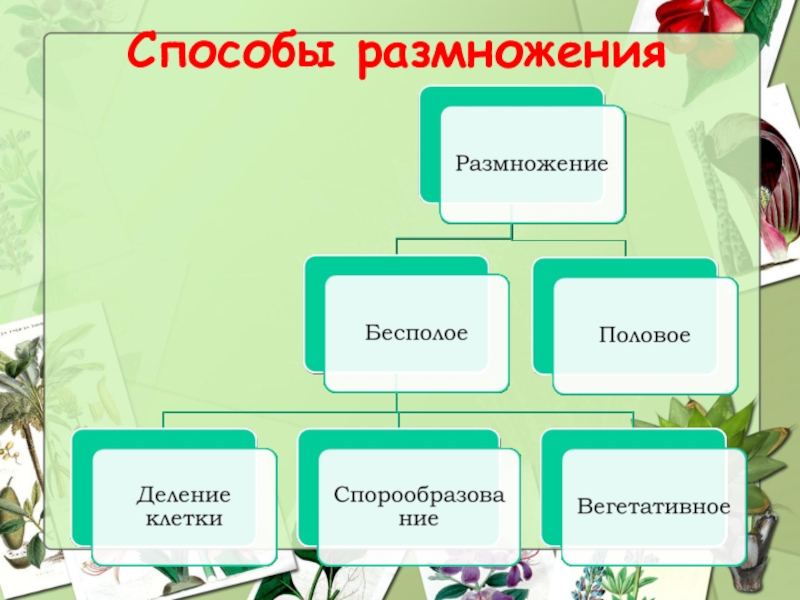 Урок размножение 6 класс. Способы размножения растений. Биология размножение растений. Способы размножения растений 6 класс биология. Семенное и вегетативное размножение растений.