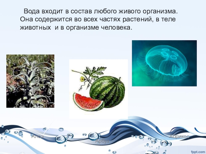 Содержащиеся элементы в воде. Содержание воды в живых организмах. Вода в живых организмах и ее роль. Живые организмы состоят из воды. Вода в растительном организме.