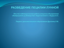 Презентация опытно-наблюденческой работы на тему: Разведение Пецилии лунной
