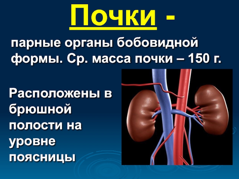 Презентация на тему почки 8 класс