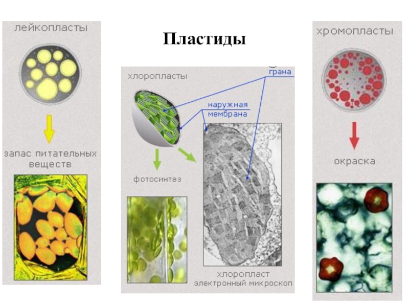 Пластиды лизосомы. Пластиды под микроскопом. Пластиды лука. Пластиды в клетках лука. Лизосомы митохондрии пластиды.