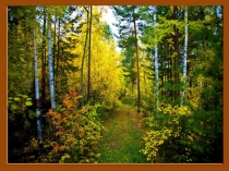 Презентация по биологии на тему Общая характеристика грибов 5 класс