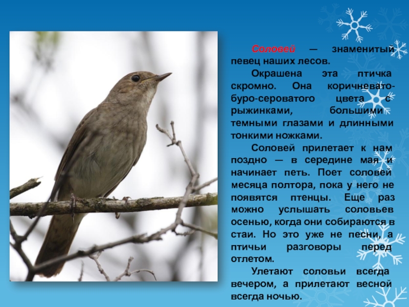 Соловей — знаменитый певец наших лесов.	Окрашена эта птичка скромно. Она коричневато-буро-сероватого цвета с рыжинками, большими темными глазами