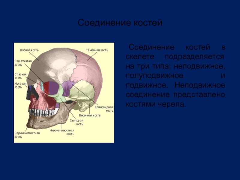 Теменная кость неподвижная. Кости черепа неподвижные соединения. Соединение кости черепа. Соединение скелета головы. Кости скелета, черепа, соединение костей.
