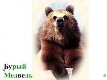 Презентация по окружающему миру на тему голоса диких животных