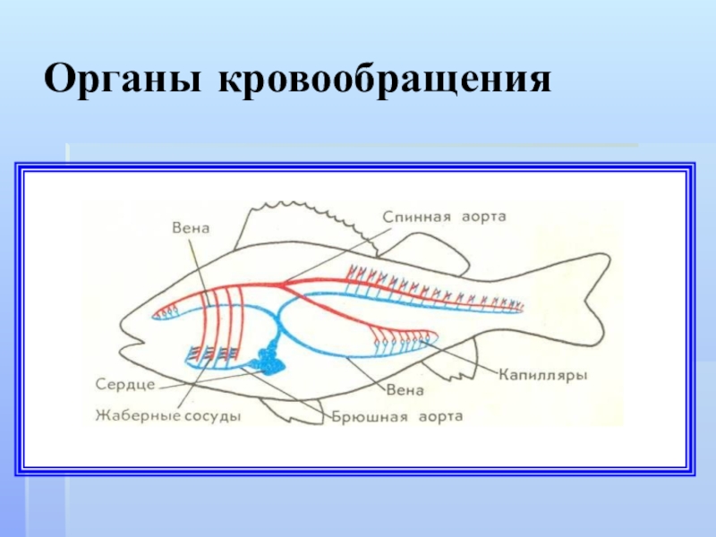 Кровеносная органы рыб. Кровеносная система костных рыб схема. Кровеносная система рыб схема круги кровообращения. Строение кровеносной системы рыб. Схема кровеносной костной рыбы.