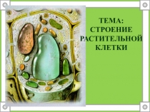 Презентация по биологииТЕМА: СТРОЕНИЕ РАСТИТЕЛЬНОЙ КЛЕТКИ