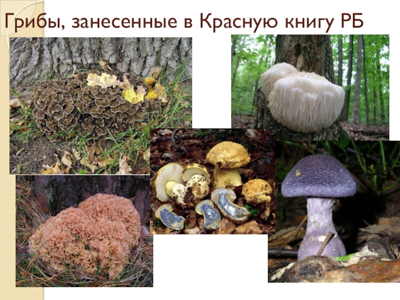 Какие грибы занесены в красную книгу фото