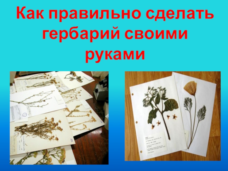 Составление и описание гербария какая наука