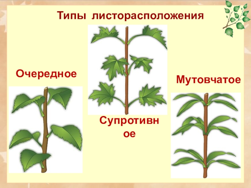 Какое листорасположение называют супротивным. Розеточный Тип листорасположения. Очередное супротивное мутовчатое. Типы листораспрлрдений. Типы листорасположения.