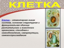 Презентация по биологии: Клетка