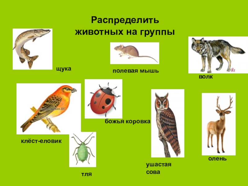 Распределите по группам характерные особенности. Распределить животных по группам. Распредели животных на группы. Животные насекомые птицы звери. Распределить животных на группы окружающий мир.