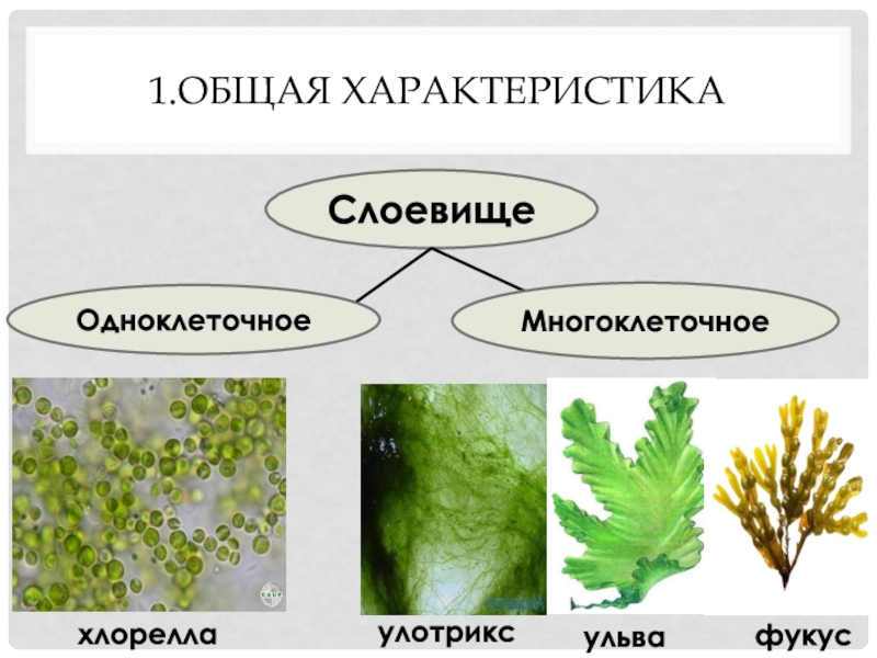 Презентация водоросли их разнообразие и значение в природе