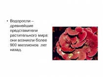 Презентация по окружающему миру Водоросли