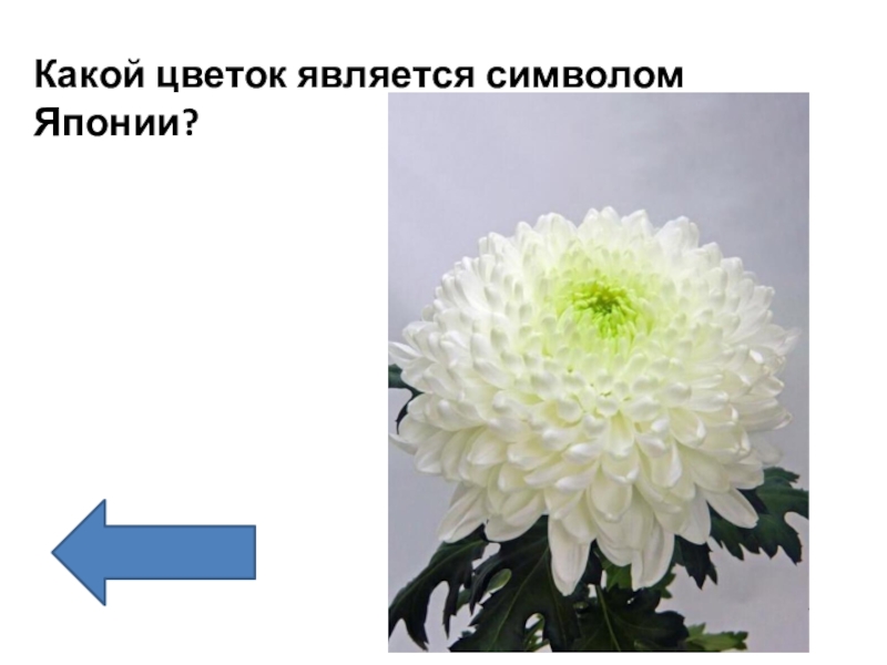 Какой из цветов не является. Цветок символ Японии. Карй цветок является символом Японии. Какой цветок символ Японии. Какой цветок является.