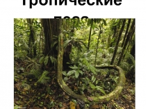 Презентация Тропики, пустыня, саванна