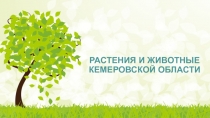 Презентация Растения и животные Кемеровской области