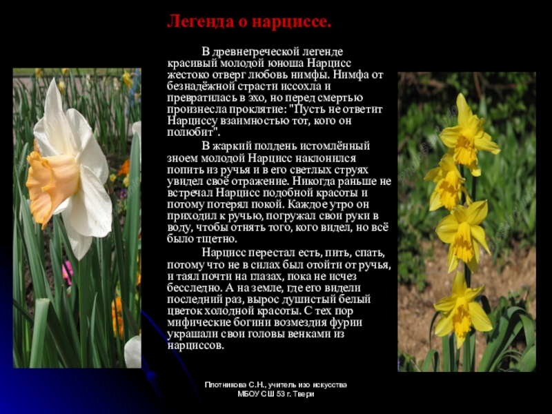 Нарциссы текст. Легенда о Нарциссе. Нарцисс цветок Легенда Легенда. Миф о цветке Нарциссе. Нарцисс Легенда о цветке.