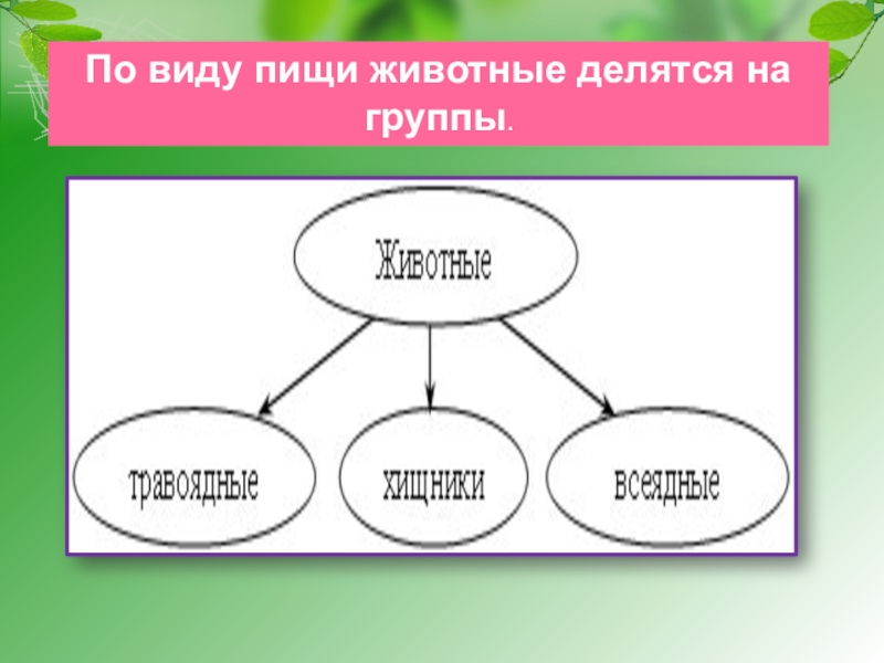 4 группы природы. Животные делятся на. Виды питания животных. На какие группы делятся животных. Животные разделяются на группы.