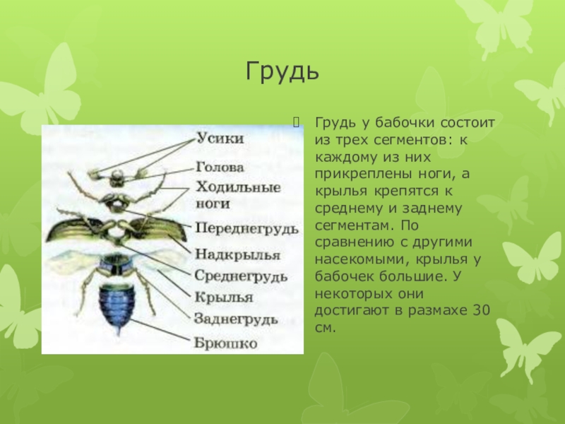 3 отдела тела. Отделы тела бабочки. Строение груди бабочки. Строение насекомых бабочка. Грудь насекомых.