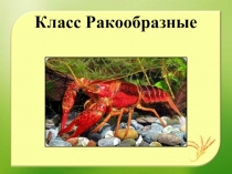 Презентация по биологии на тему Класс Ракообразные