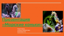 Презентация по биологии Морские коньки