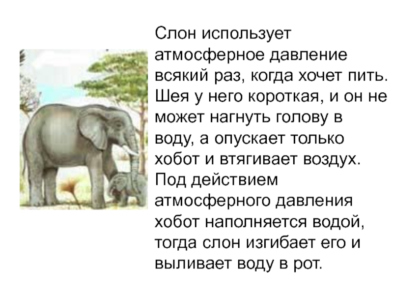 Слон использует атмосферное давление всякий раз, когда хочет пить. Шея у него короткая, и он не может