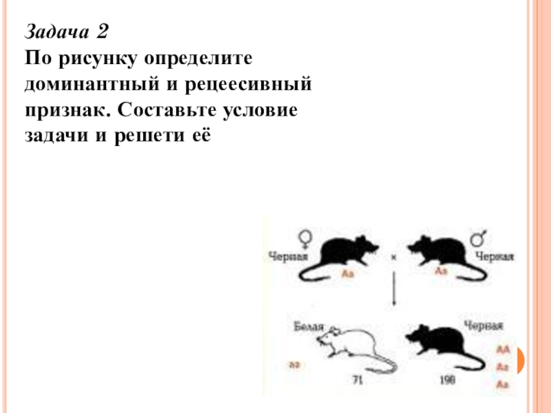 Рассмотрите рисунок определите доминантные признаки у кроликов темная