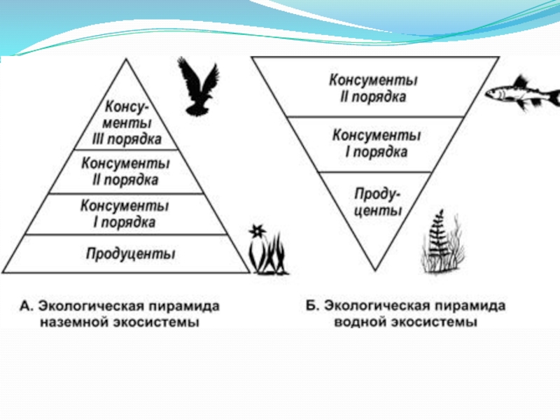 Экологические пирамиды презентация 11 класс биология