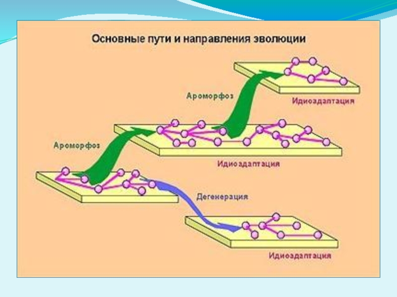 Схема направления эволюции