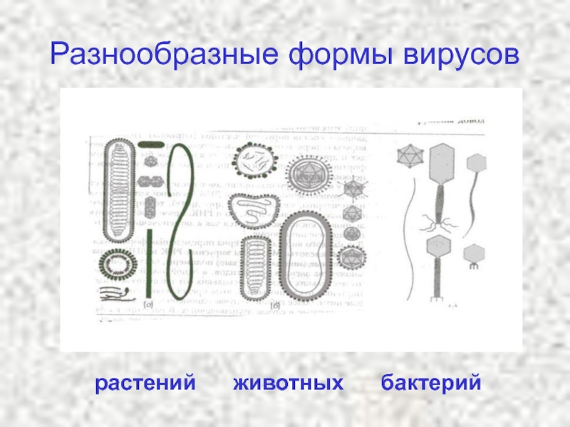 Формы вирусов. Разнообразные формы вирусов. Формы вирусов растений. Формы тела вирусов.