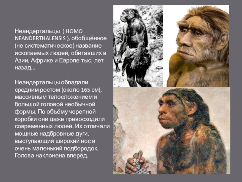 Особенности строения неандертальца. Неандерталец биологические характеристики. Человек неандерталец. Неандерталец реконструкция. Неандертальцев относят к виду.