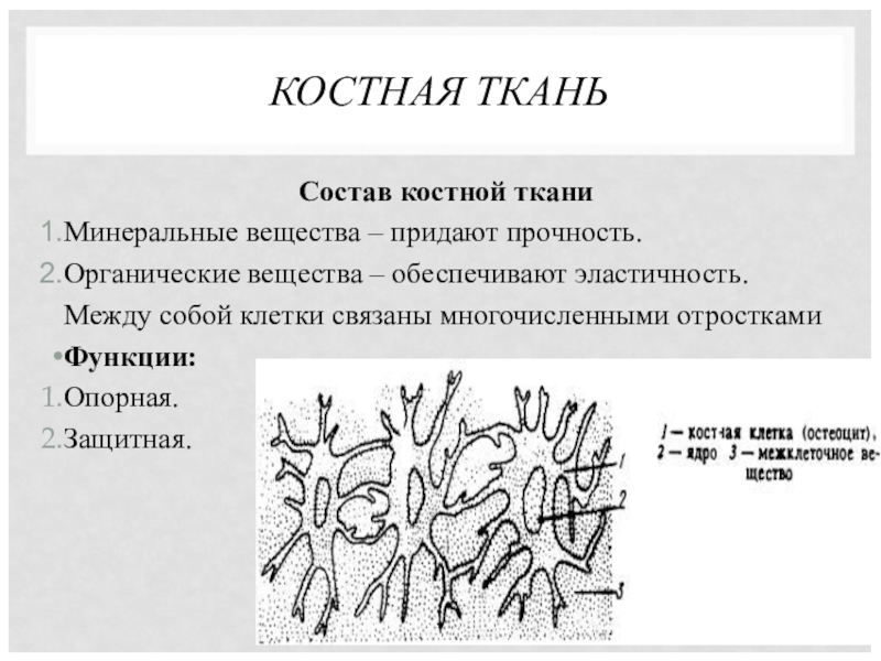 Костная ткань это. Строение костной ткани животных. Костная соединительная ткань рисунок с подписями. Строение костной ткани рисунок с подписями. Костная ткань животных строение и функции.