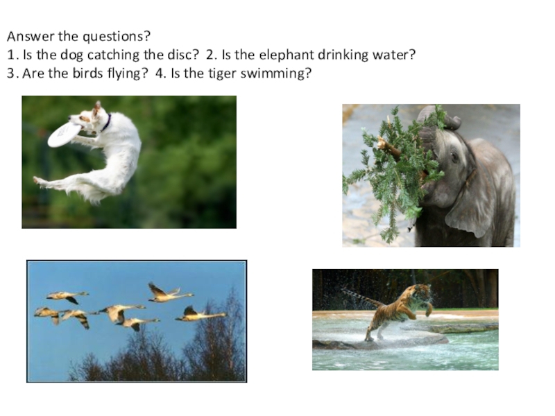 Answer the questions?  1. Is the dog catching the disc? 2. Is the elephant drinking water?