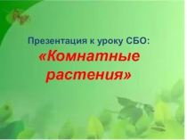 Комнатные растения