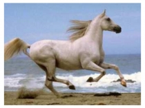 Презентация 137097