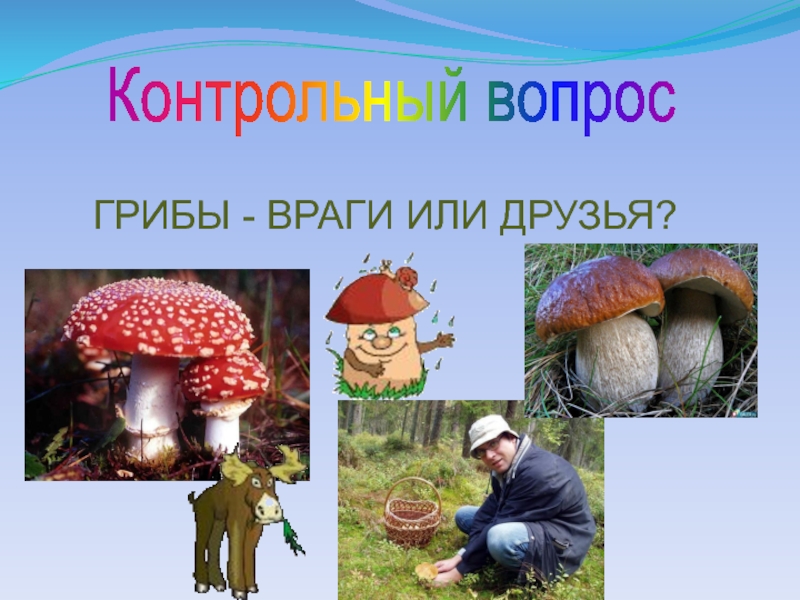 Грибы 5. Многообразие грибов 5 класс. Значение грибов презентация. Грибы враги человечества. Грибы враги или друзья.