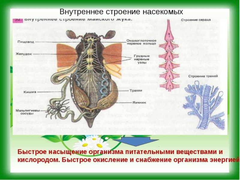 Что характерно для изображенного организма. Класс насекомые внутреннее строение. Система органов насекомых 5 класс биология. Выделительная система класса насекомых 7 класс. Система органов насекомых 7 класс биология.