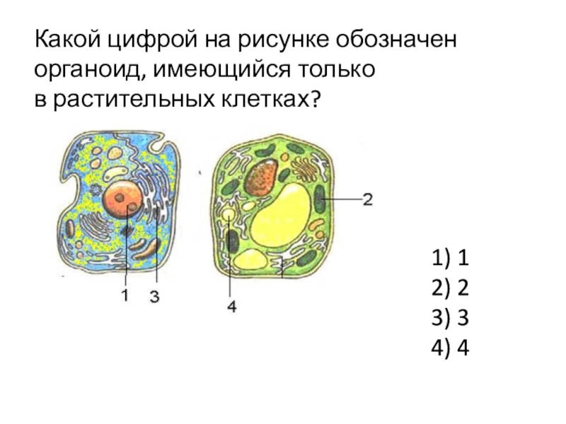 Какой цифрой на рисунке обозначен органоид, имеющийся только в растительных клетках?1) 12) 23) 34) 4