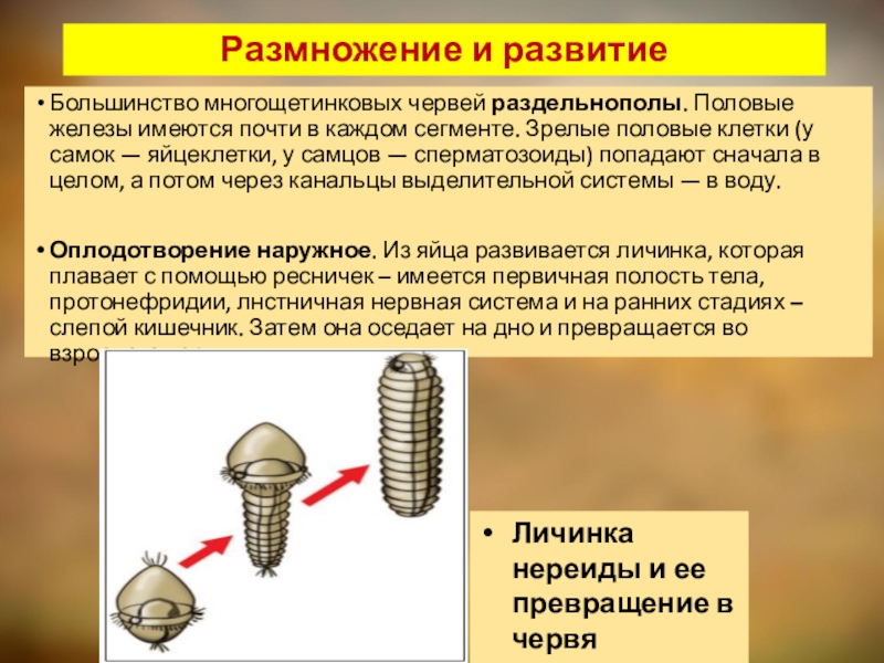 Сегментированное тело имеет. Многощетинковые черви размножение. Размножение многощетинковых червей. Размножение и развитие многощетинковых. Многощетинковые общее строение.