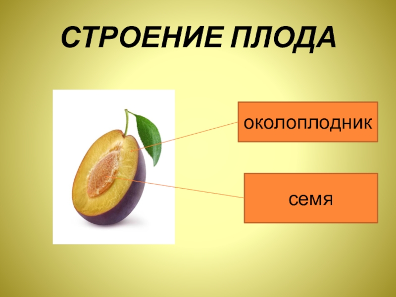 Околоплодник плода образуется из