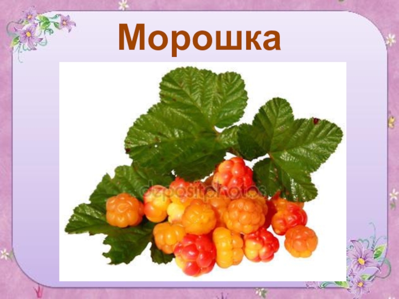 Ягода морошка рисунок