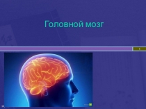 Презентация по биологии 8 класс Особенности строения головного мозга человека