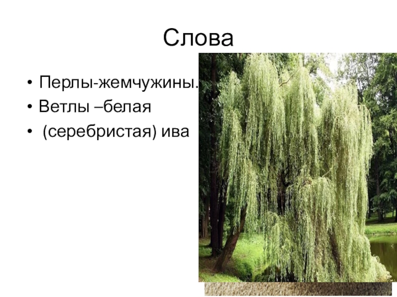 Седые ветлы переносное значение. Ветла и Ива в чем разница. Слово ветла. Что такое вëтлы в литературе. Ива белая или серебристая (ветла).