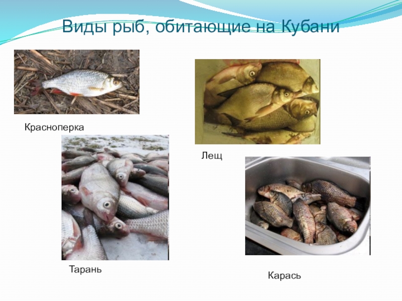 Река кубань какие рыбы. Рыба в Кубани виды. Речные рыбы Кубани. Какая рыба водится в Кубани. Какие виды рыб водятся на Кубани.