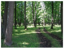 Урок по окружающему миру. Природа родного края.